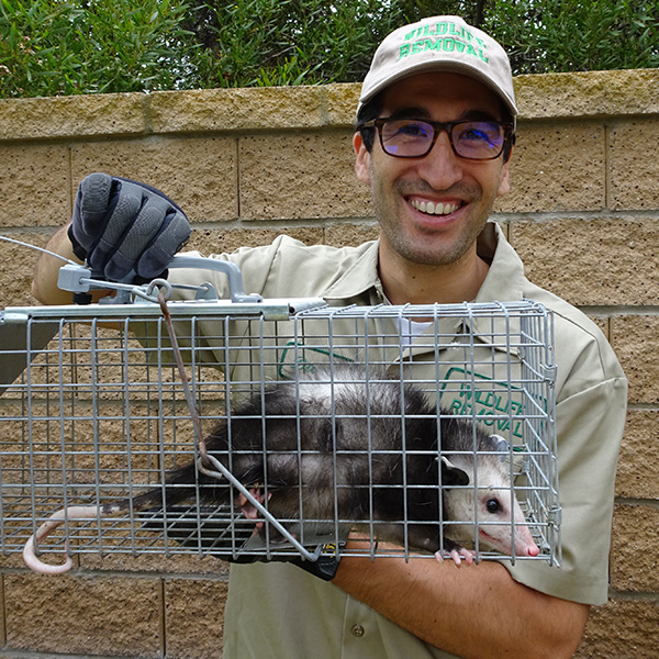 Arizona Wildlife Control